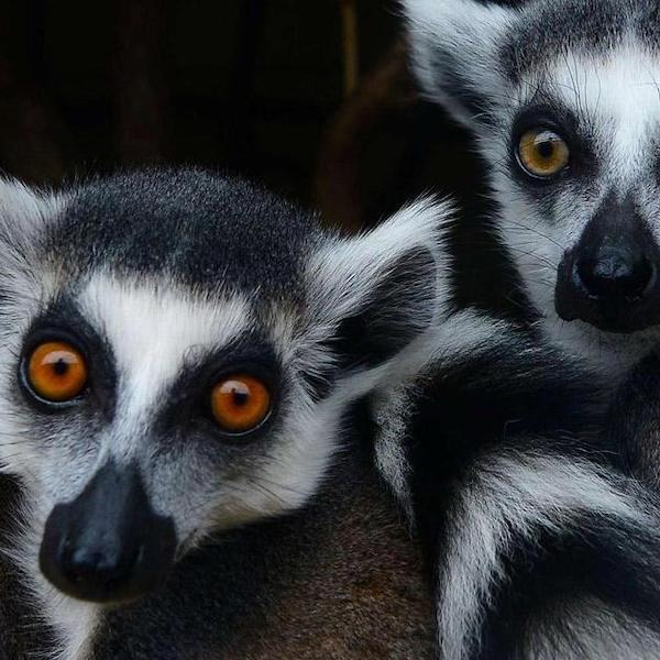 Parc animalier de Bouillon